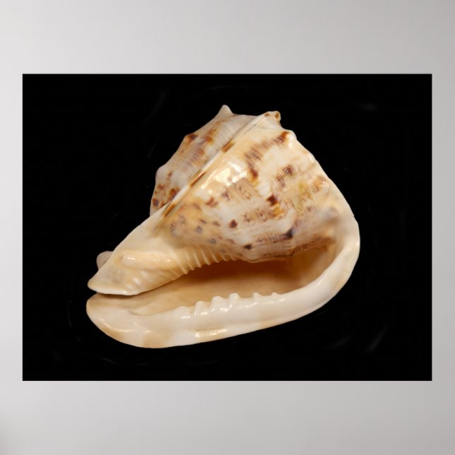 Conch Shell Poster (Front)