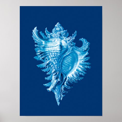 Conch Shell Sea Life Print Indigo Blue and White Poster