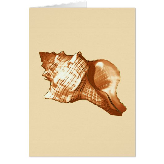 Conch shell sketch - brown, white and tan cards (Front)