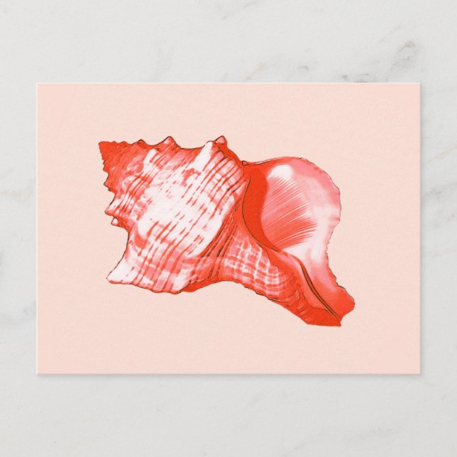 Conch shell sketch - coral, shell pink and white postcard (Front)