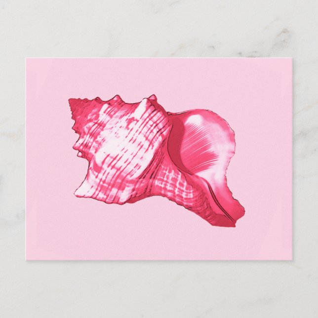 Conch shell sketch - fuchsia pink and white postcard (Front)