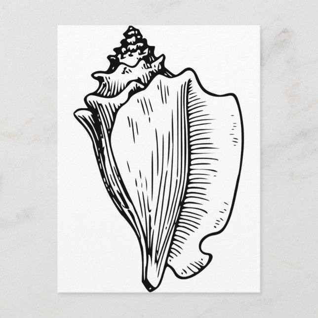 Conch Shell Sketch Postcard (Front)