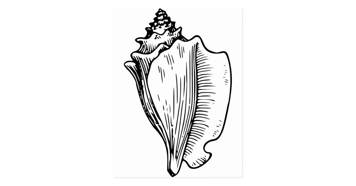 Conch Shell Sketch Postcard | Zazzle.com