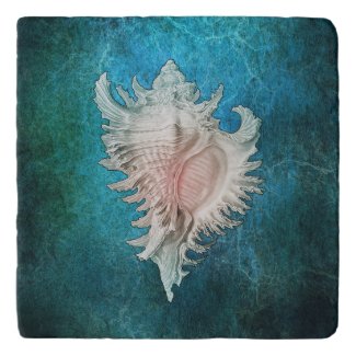 Conch Shell