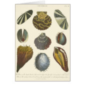 Conchology Collection (Front)