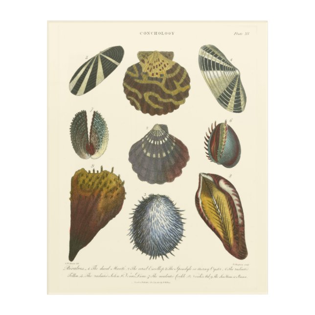 Conchology Collection Acrylic Print (Front)