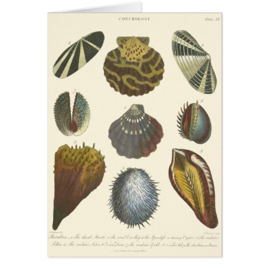Conchology Collection Cards (Front)