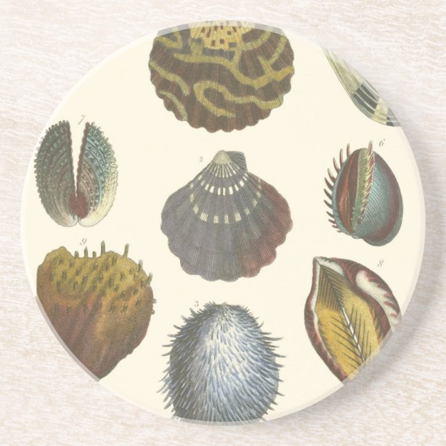 Conchology Collection Drink Coaster (Front)