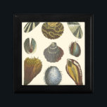 Conchology Collection Gift Box<br><div class="desc">If you can't get to the beach today, get this classic style image of this unique image of sea life by Albertus Seba! Imagine yourself on a beach discovering Sea anemones that nature has to offer. These seashells and sea plants by the ocean is surrounded by warm sand in this...</div>