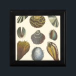 Conchology Collection Gift Box<br><div class="desc">If you can't get to the beach today, get this classic style image of this unique image of sea life by Albertus Seba! Imagine yourself on a beach discovering Sea anemones that nature has to offer. These seashells and sea plants by the ocean is surrounded by warm sand in this...</div>