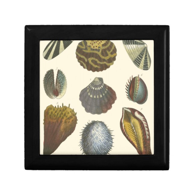 Conchology Collection Gift Box (Front)