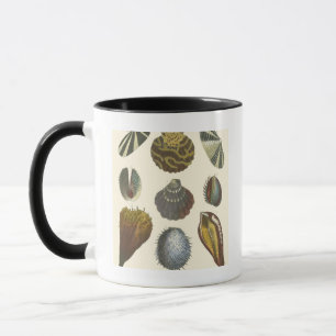 Conchology Collection Mug