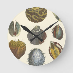 Conchology Collection Round Clock