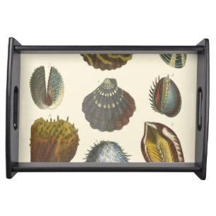 Conchology Collection Serving Tray