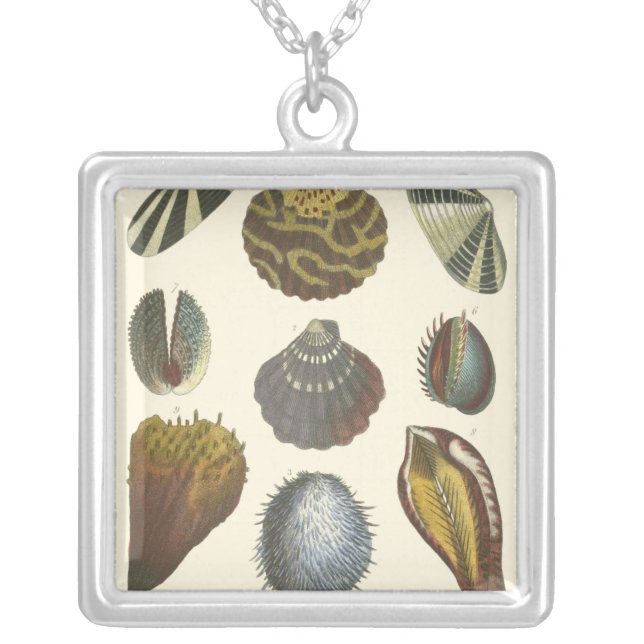 Conchology Collection Silver Plated Necklace (Front)