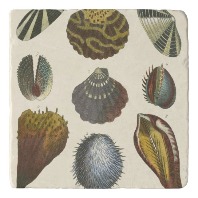 Conchology Collection Trivet (Front)