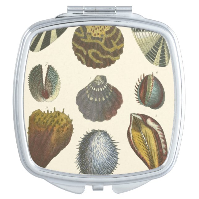 Conchology Collection Vanity Mirror (Front)