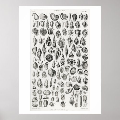 CONCHOLOGY FOSSILS SHELLS ANIMAL CHART POSTER