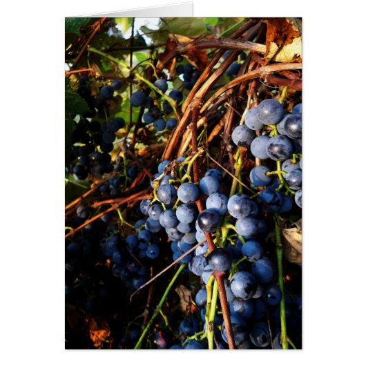 Concord Grape Vines Card (Front)