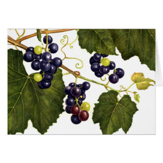 Concord Grapes Cards