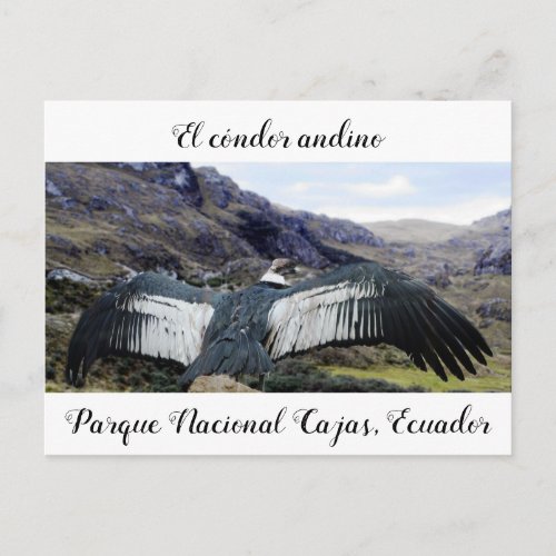 Cndor Andino Postcard