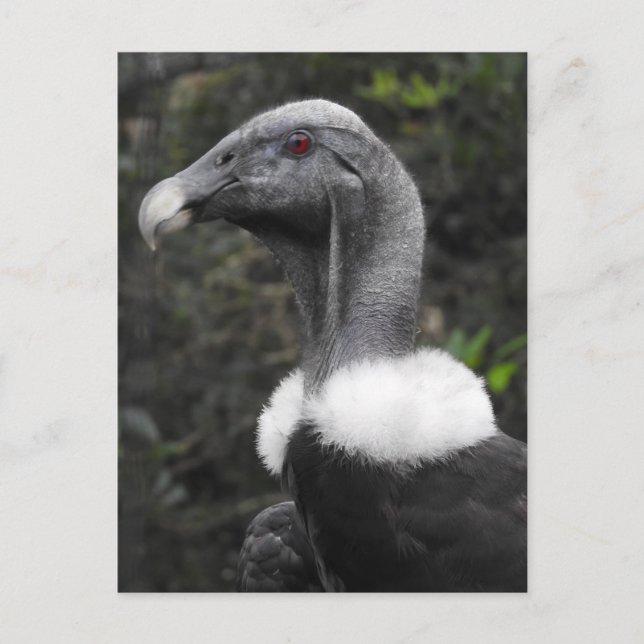 Condor Postcard (Front)