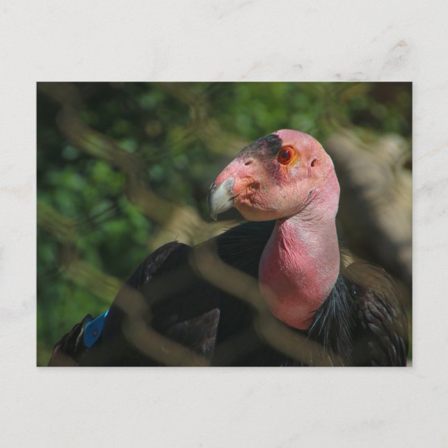 condor postcard (Front)