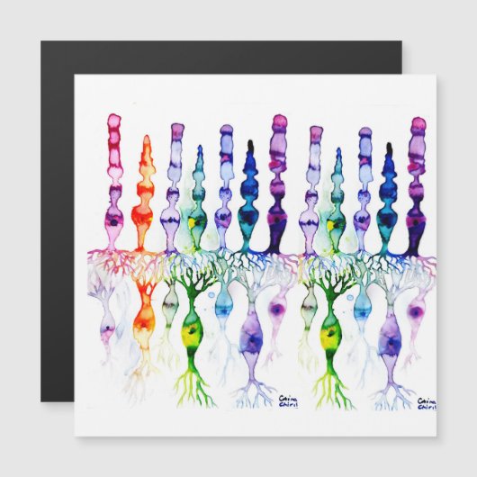 Cone cells rod cells and bipolar neurond of retina (Front/Back)