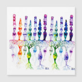 Cone cells rod cells and bipolar neurond of retina (Front)