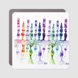 Cone cells rod cells and bipolar neurond of retina car magnet
