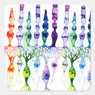 Cone cells rod cells and bipolar neurond of retina square sticker