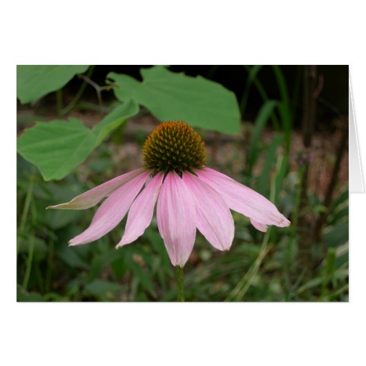 Cone Flower Cards (Front Horizontal)
