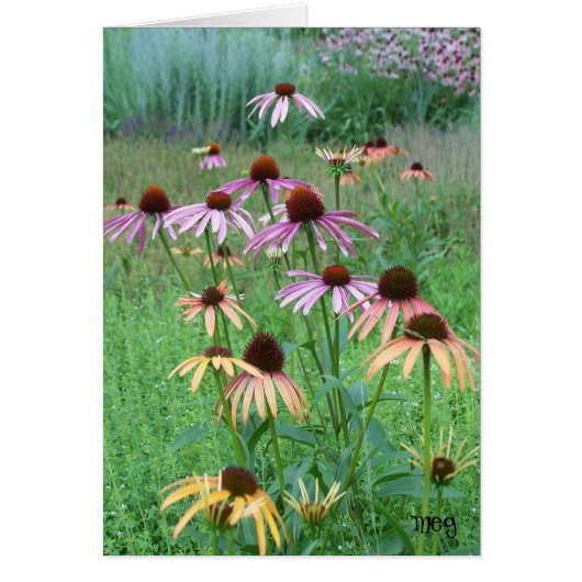 Cone Flower Dance Cards (Front)