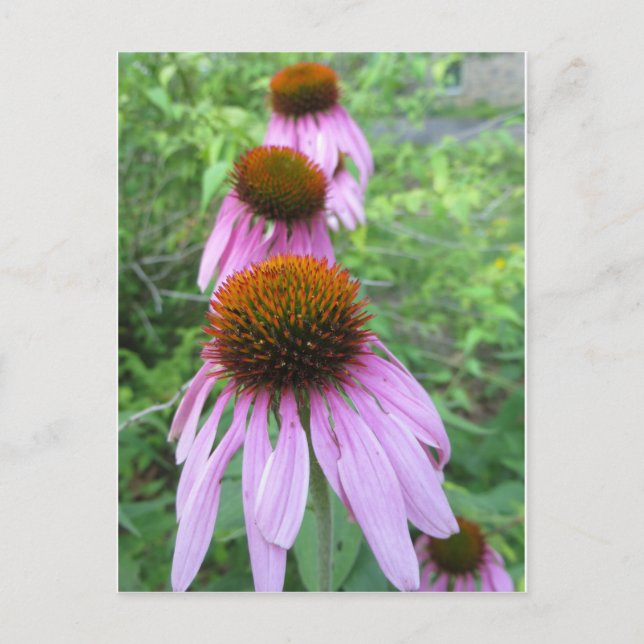 Cone Flower Trio Postcard (Front)