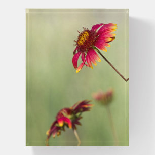 Cone Flowers beginning to bloom Paperweight