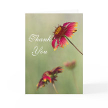 Cone Flowers beginning to bloom Thank you.