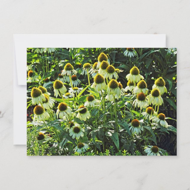Cone Flowers,  Bute Park, Cardiff, Wales Card (Front)
