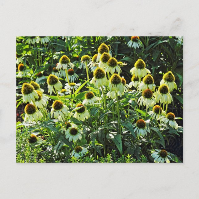 Cone Flowers,  Bute Park, Cardiff, Wales Postcard (Front)