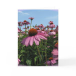 Cone Flowers Greeting Card