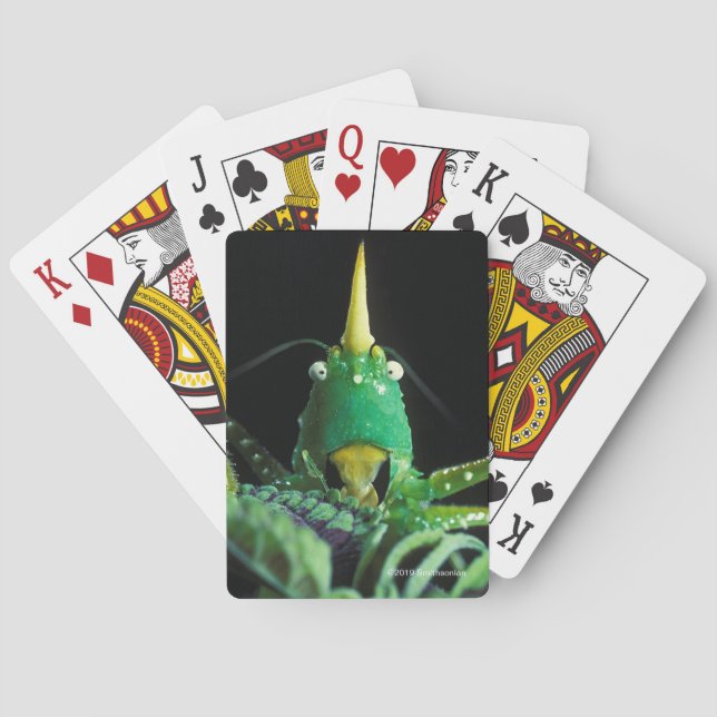 Cone-Headed Grasshopper Poker Cards (Back)