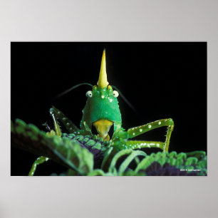 Cone-Headed Grasshopper Poster