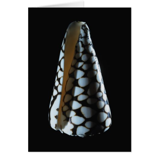 Cone shell 2 cards (Front)