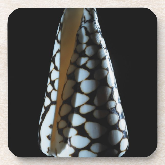 Cone shell 2 coaster (Front)