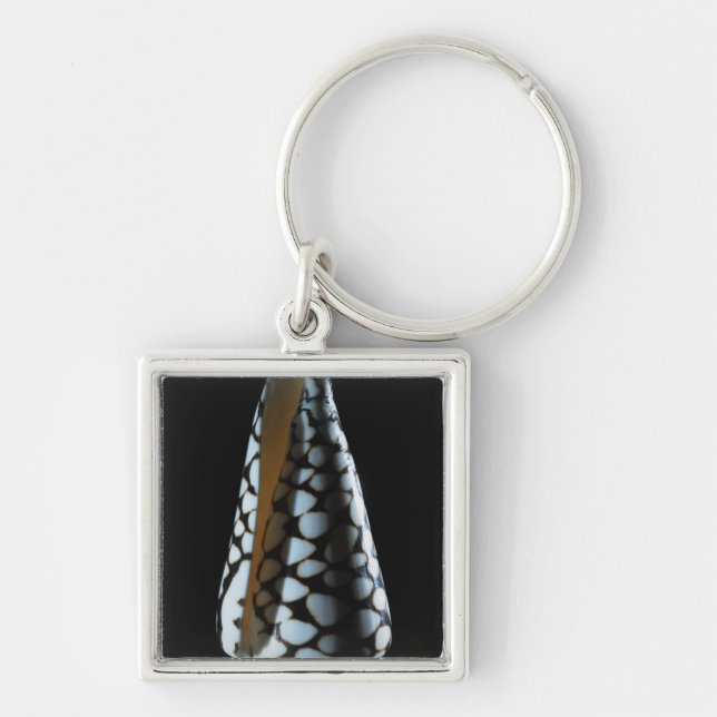 Cone shell 2 keychain (Front)