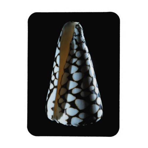 Cone shell 2 magnet