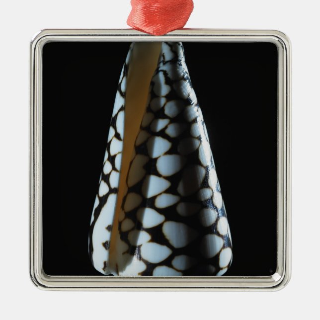Cone shell 2 metal ornament (Front)