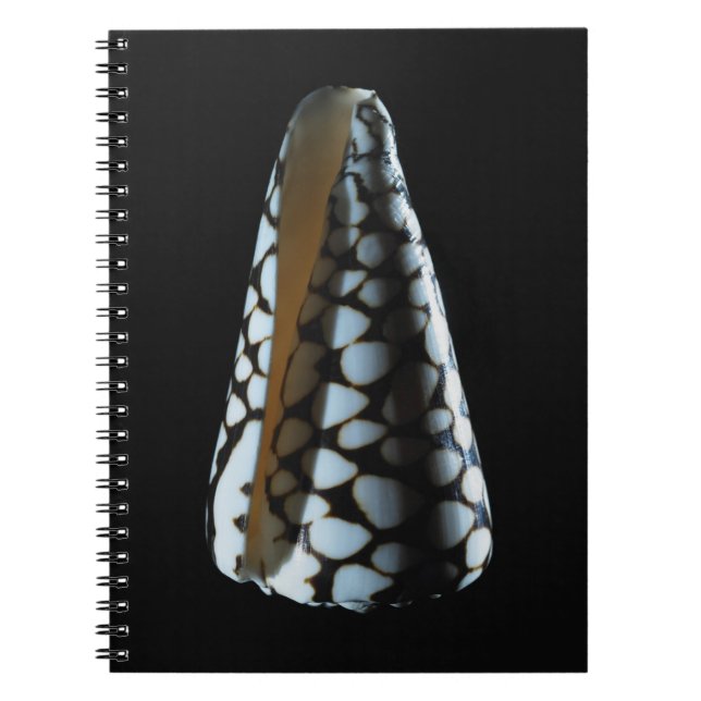 Cone shell 2 notebook (Front)