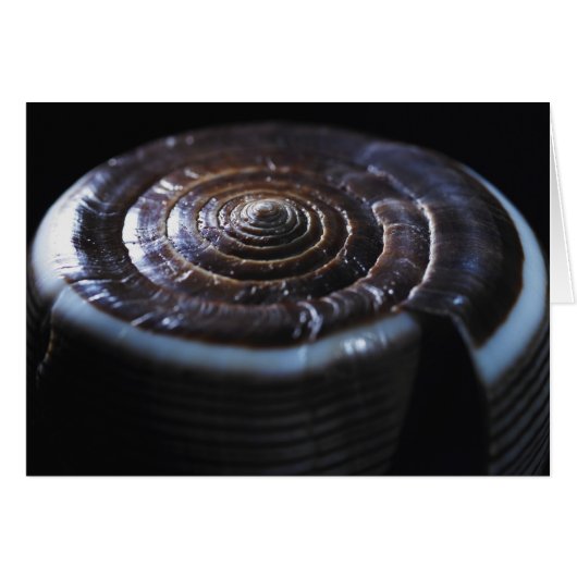 Cone shell cards (Front Horizontal)
