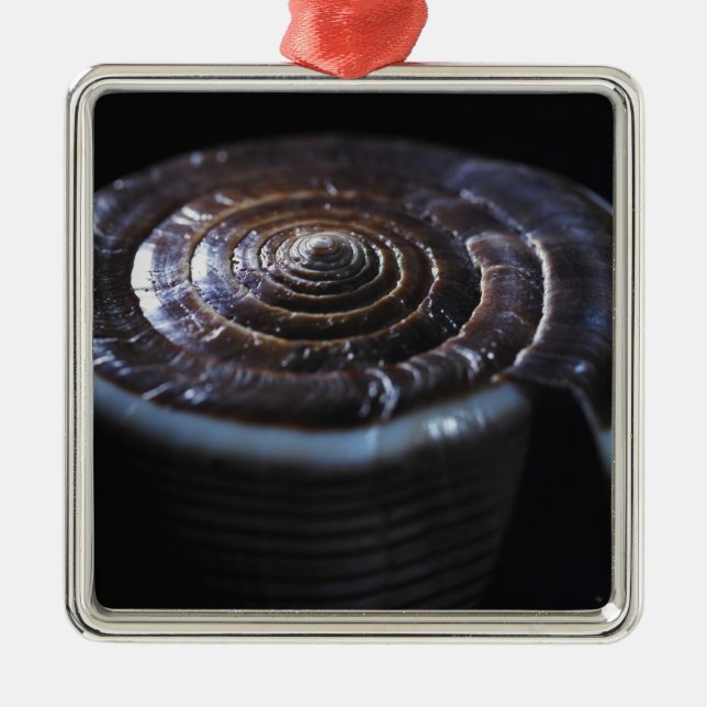 Cone shell metal ornament (Front)