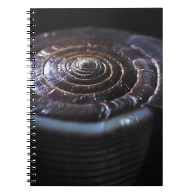 Cone shell notebook (Front)